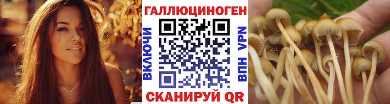 Галлюциногенные грибы Psilocybine cubensis  Купить где  Мценск 